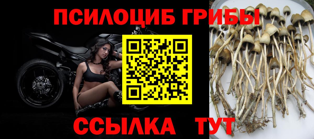 Псилоцибиновые грибы Cubensis  Вход с VPN  Галлюциногенные грибы мицелий  Малоярославец 