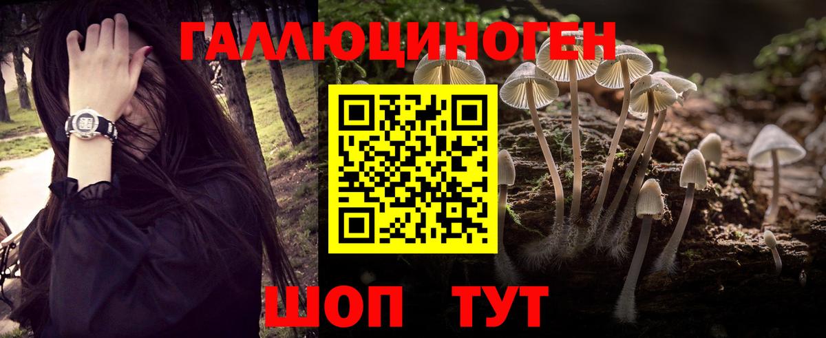 Псилоцибиновые грибы Psilocybe Малоярославец